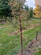 Acer griseum/ Papier esdoorn, Ophalen