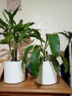 Planten met witte overpot, Ophalen, Halfschaduw, Minder dan 100 cm