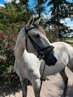 Mooie en lieve 6 jarige portugese merrie te koop, Dieren en Toebehoren, Merrie, Minder dan 160 cm, Gechipt, 3 tot 6 jaar