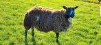 drachtige bonte schapen te koop zwoeger en scrapie vrij, Dieren en Toebehoren, Vrouwelijk, Schaap, 3 tot 5 jaar