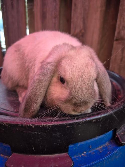 Jong nederlands hangoor dwerg konijntje!, Dieren en Toebehoren, Konijnen, Dwerg, Mannelijk, 0 tot 2 jaar, Hangoor