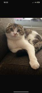 Kat, Dieren en Toebehoren