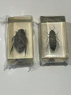 Insecten in acrylhars, Ophalen of Verzenden, Nieuw, Opgezet dier