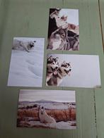 Ansichtkaarten Honden, Verzenden, 1980 tot heden, Ongelopen, Hond of Kat