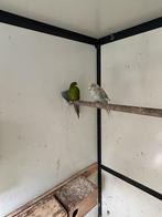 Kakkerikis, Dieren en Toebehoren, Mannelijk, Parkiet