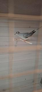 Diamand duifjes, Dieren en Toebehoren, Meerdere dieren, Overige soorten