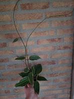 Hoya macrophylla - Prachtige wasplant, Ophalen of Verzenden