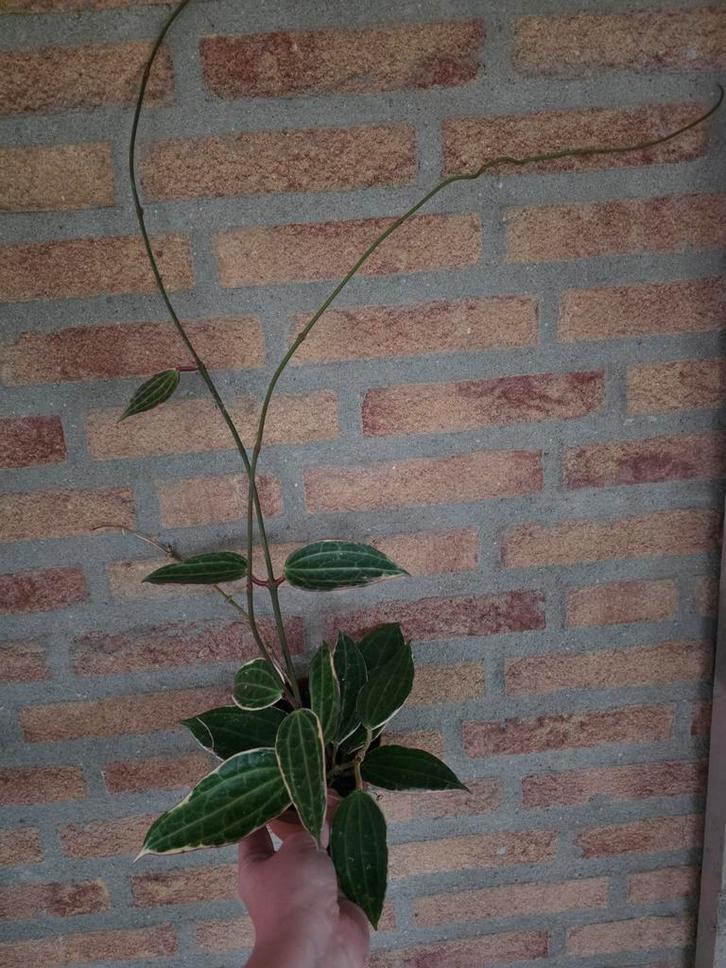 Hoya macrophylla - Prachtige wasplant, Huis en Inrichting, Kamerplanten, Ophalen of Verzenden