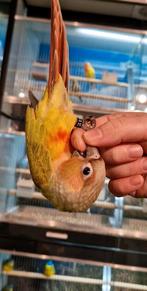 Pyrrhuras super super tam en echt super lief., Meerdere dieren, Parkiet, Tam