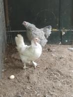 2 mooie hennen, Vrouwelijk, Kip