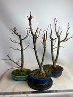 Tilia Cordata Pre-Bonsai - Per Stuk, Bloeit niet, Overige soorten, Minder dan 100 cm, Ophalen