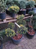 Ilex vormsnoei, Ophalen, Bloeit niet, Halfschaduw, Overige soorten