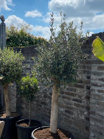 Schitterende oude en volle olijfboom op een grillige stam!! beschikbaar voor biedingen
