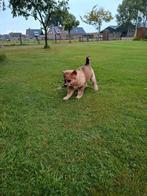 Australische herder x Hollandse herder pups, Dieren en Toebehoren, 8 tot 15 weken, Meerdere, Meerdere dieren, Herder