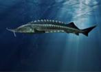 Beluga steur (huso huso) 50 cm +, Steur