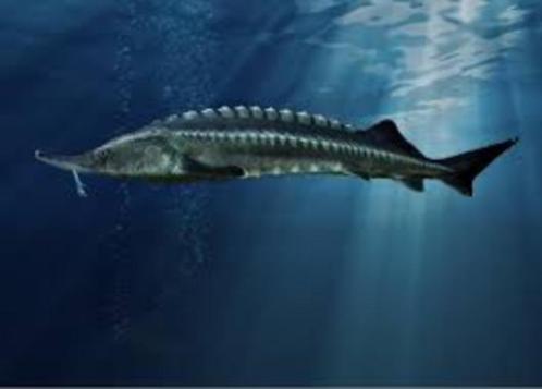 Beluga steur (huso huso) 50 cm +, Dieren en Toebehoren, Vissen | Vijvervissen, Steur