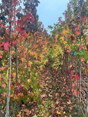 Liquidambar. Ginkgo. Fruitbomen. Bol Catalpa beschikbaar voor biedingen