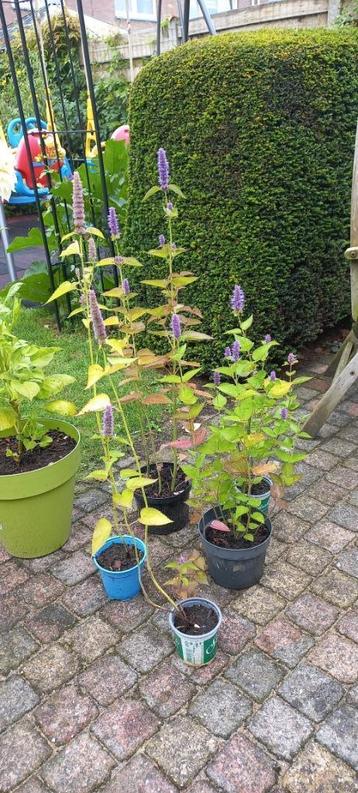 Dropplant, agastache, 1,80 per plant. beschikbaar voor biedingen