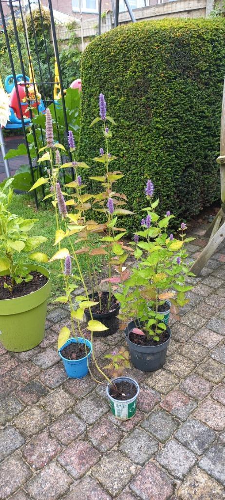Dropplant, agastache, 1,80 per plant., Tuin en Terras, Planten | Tuinplanten, Vaste plant, Overige soorten, Volle zon, Zomer, Ophalen