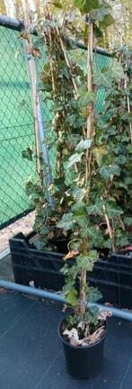 Gestokte hedera soorten, Tuin en Terras, Ophalen, Overige soorten, 100 tot 250 cm