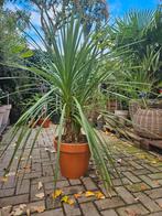 Diverse Winterharde Palmbomen, Overige soorten, Volle zon, Vaste plant, Ophalen of Verzenden