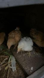 Colombianse kriel, Dieren en Toebehoren, Pluimvee, Geslacht onbekend, Kip