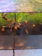 Mooie papagaai platy's, Dieren en Toebehoren, Vis