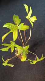 Grote Philodendron Florida Beauty 🌱, Huis en Inrichting, Ophalen of Verzenden, Overige soorten, Minder dan 100 cm
