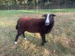 Zwartbles schaap , met ubn nummer