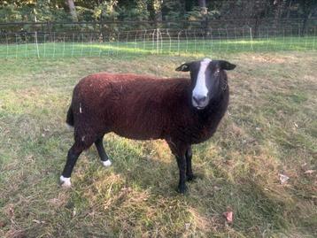 Zwartbles schaap , met ubn nummer beschikbaar voor biedingen