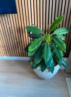 Madagascar jewel stekjes, Ophalen, Overige soorten, Minder dan 100 cm