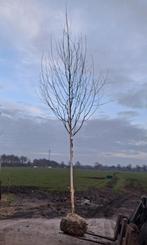 Witte Himalayaberk - Betula utilis 'Doorenbos' 14-16 cm, Bloeit niet, 100 tot 250 cm, Volle zon, In pot