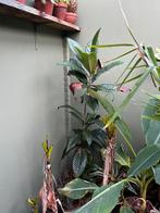 Loquat, Tuin en Terras, Ophalen, Overige soorten, Volle zon