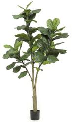 ficus lyrata 180cm, Ophalen of Verzenden, Nieuw