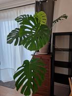 Toffe monstera gatenplant, Huis en Inrichting, Kamerplanten, Ophalen, Halfschaduw, Minder dan 100 cm