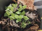 Yakon knollen 7€ per knol, Ophalen, Zomer, Groenteplanten, Volle zon