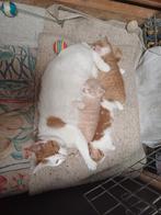Nog 1 donker rood poesje beschikbaar!, Dieren en Toebehoren, Katten en Kittens | Overige Katten, Poes
