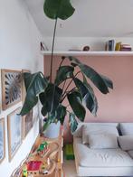 Strelitzia Nicolai (Paradijsvogelplant) 2 meter hoog, Tuin en Terras, Planten | Tuinplanten, Vaste plant, Bloeit niet, Halfschaduw
