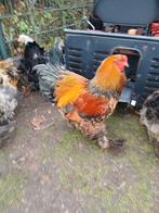 Prachtige grote brahma hanen, Dieren en Toebehoren, Pluimvee, Mannelijk, Kip