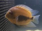 Uaru, Dieren en Toebehoren, Vissen | Aquariumvissen, Vis