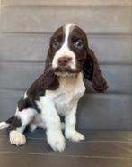 Engelse cocker spaniel mogen nest verlaten!, Dieren en Toebehoren, CDV (hondenziekte), 8 tot 15 weken, Meerdere, Meerdere dieren