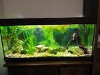 120 cm aquarium ruilen voor 80 cm, Dieren en Toebehoren, Ophalen, Leeg aquarium