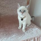 Prachtige kittens zilveren chinchilla, Dieren en Toebehoren, Katten en Kittens | Raskatten | Korthaar, Meerdere dieren, Gechipt