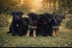 Prachtige duitseherder pups mogen het nest verlaten 🐶, Dieren en Toebehoren, Parvo, 8 tot 15 weken, Meerdere, Meerdere dieren