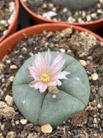 Cactus Lophophora Williamsii ( Peyeote cactus 4-5 cm) pot 9, Huis en Inrichting, Kamerplanten, Ophalen of Verzenden, Minder dan 100 cm