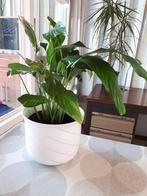 Kamerplant lepelplant/Spathiphyllum, Huis en Inrichting, Kamerplanten, Ophalen, Overige soorten, Halfschaduw, In pot