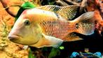 Geophagus steindachneri man, Dieren en Toebehoren, Vissen | Aquariumvissen, Vis, Zoetwatervis