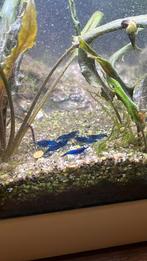 Blauwe garnalen- blue dream neocaridina, Kreeft, Krab of Garnaal