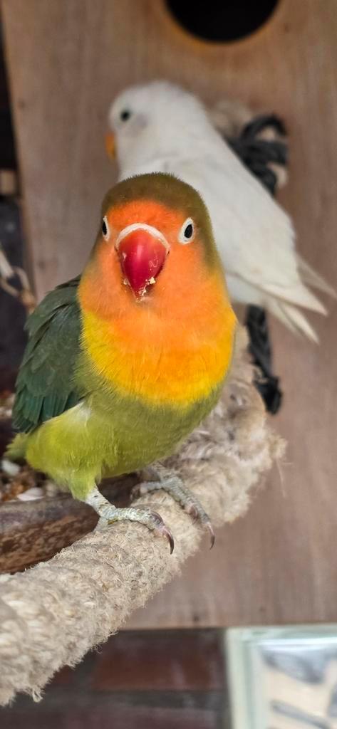 Half tamme jonge agapornis fischerie dwergpapegaai, Dieren en Toebehoren, Vogels | Parkieten en Papegaaien, Dwergpapegaai of Agapornis