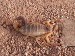 Schorpioen Hottentotta salei volwassen vrouw, Dieren en Toebehoren, Insecten en Spinnen, Spin of Schorpioen